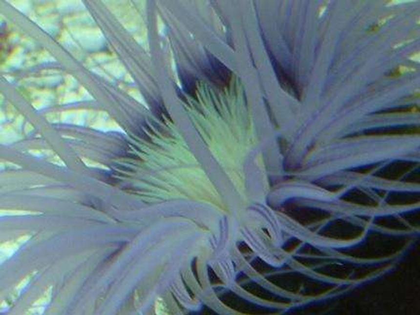 Rated #29: Corals Inverts - Cerianthus Membranacea - Tube Anemone Stocking In 55 Gallons Tank - Good close up