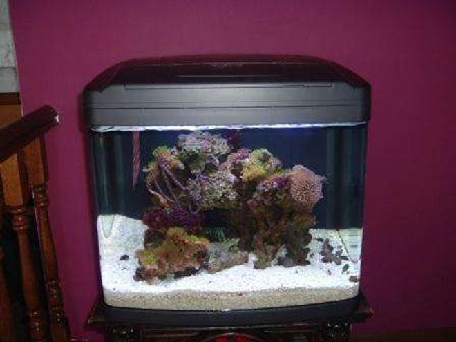 55 gallons reef tank (mostly live coral and fish) - The new setup in the 29 gal
