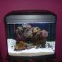 55 gallons reef tank (mostly live coral and fish) - The new setup in the 29 gal