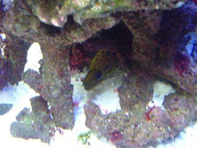 saltwater fish - gymnothorax fimbriatus - fimbriated eel stocking in 55 gallons tank - Another good closeup