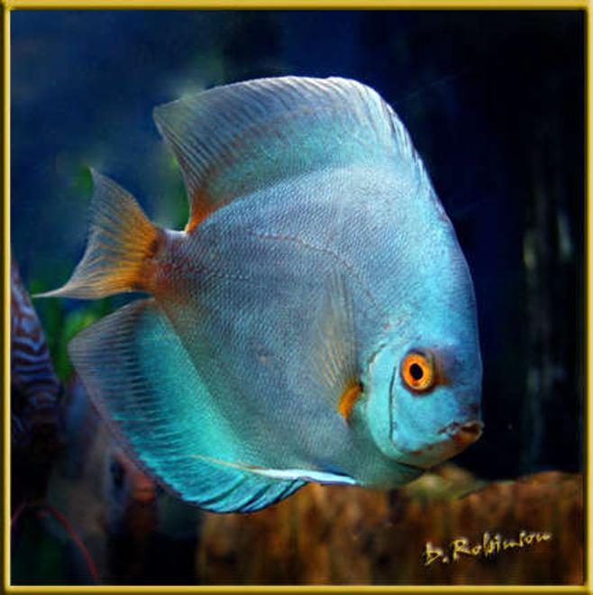 freshwater fish - symphysodon sp. - blue diamond discus stocking in 180 gallons tank - Juvenile Blue Diamond Discuss
