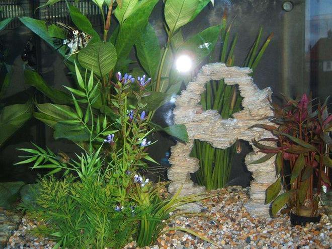 21 gallons planted tank (mostly live plants and fish) - My Nano Cube i have had for 3-4 weeks and am constantly adding to it.
IF YOU SAVE THE PICTURE AND OPEN IT YOU GET A MUCH CLEARER VIEW