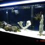 55 gallons saltwater fish tank (mostly fish, little/no live coral) - 55 gallon FOWLR