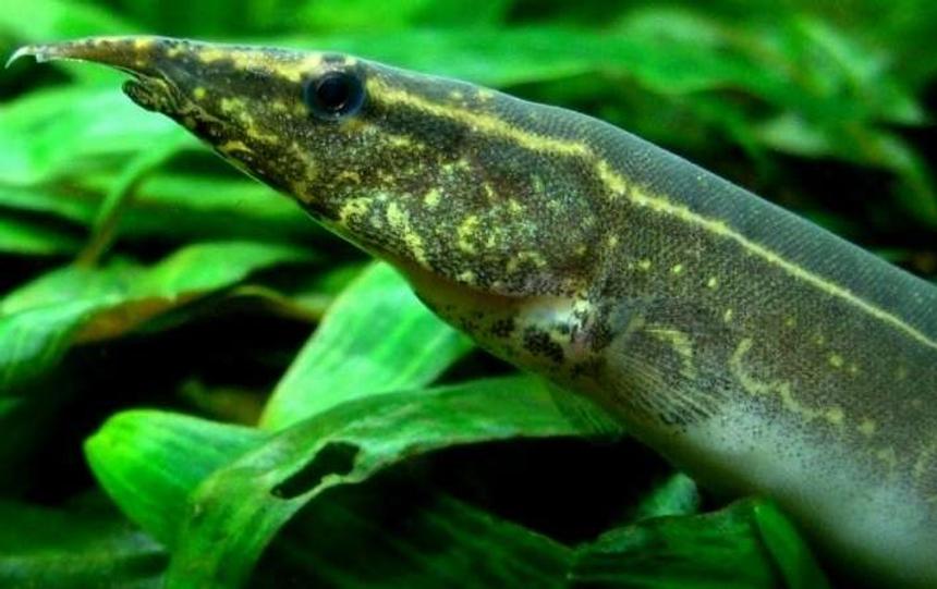 Rated #107: Freshwater Fish - Macrognathus Siamensis - Peacock Eel Stocking In 53 Gallons Tank - Spot-Finned Spiny Eel