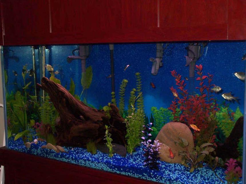 Rated #327: 90 Gallons Freshwater Fish Tank - My first tank, lots of fun!  90 Gal, gauramis, barbs, parrots, catfish, alage eater, sharks.  Driftwood from the Hudson River, river rocks, some live plant and some silk.