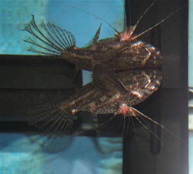 freshwater fish - pantodon buchholzi - african butterflyfish stocking in 75 gallons tank - African Butterfly Fish