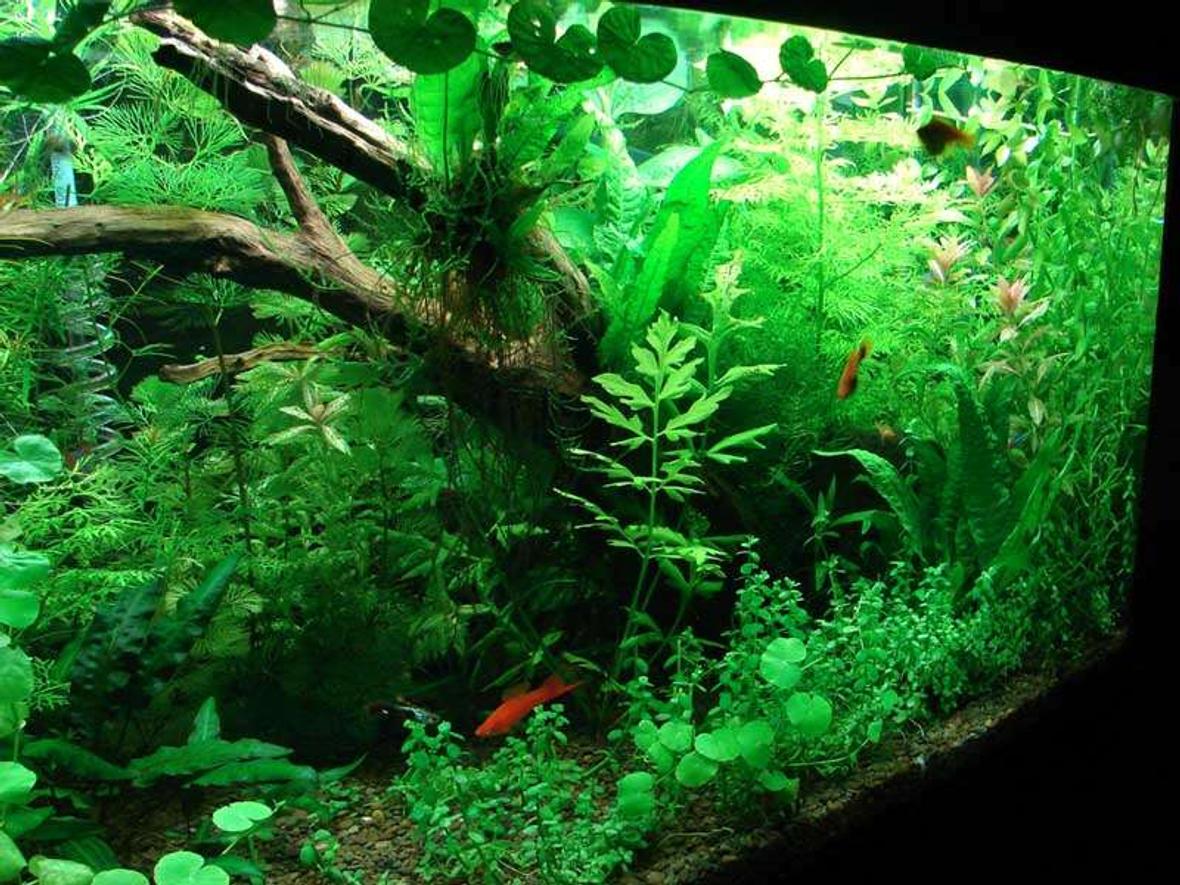 40 gallons planted tank (mostly live plants and fish) - My fish tank. It has been planted for 4 months. I use co2 every now and then.