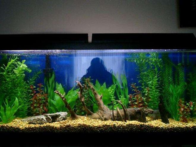 60 gallons freshwater fish tank (mostly fish and non-living decorations) - NEW 65