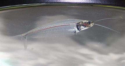 freshwater fish - kryptopterus bicirrhis - ghost glass cat stocking in 75 gallons tank - Closeup of Asian Glasscat