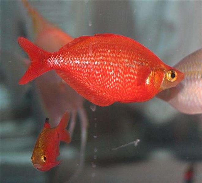 freshwater fish - glossolepis incisis - red irian rainbow stocking in 75 gallons tank - Red Irian Rainbowfish