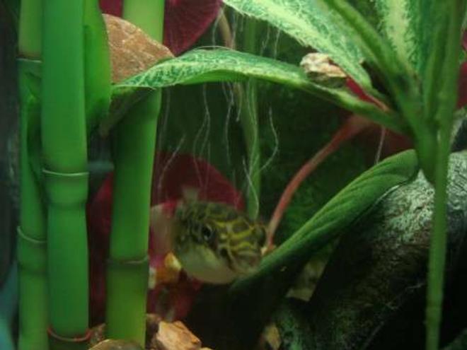 freshwater fish - tetraodon biocellatus - figure 8 puffer stocking in 35 gallons tank - Adult Figure Eight Puffer Fish