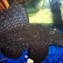 freshwater fish - pseudoacanthicus spinosus - chocolate chip spiny pleco (l-160) stocking in 72 gallons tank - Cujo eating