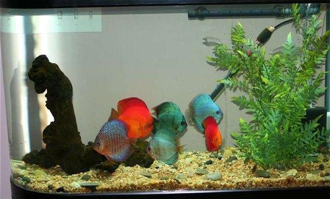75 gallons freshwater fish tank (mostly fish and non-living decorations) - Discus Tank - 60gal