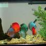 75 gallons freshwater fish tank (mostly fish and non-living decorations) - Discus Tank - 60gal