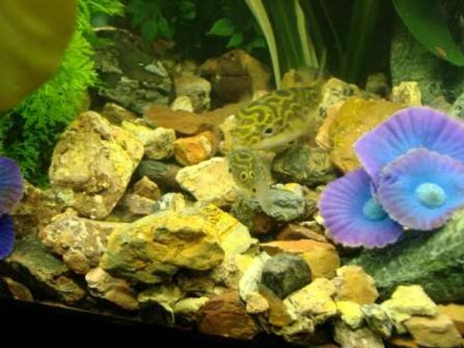 freshwater fish - tetraodon biocellatus - figure 8 puffer stocking in 35 gallons tank - Adult Figure Eight Puffer Fish with the small one