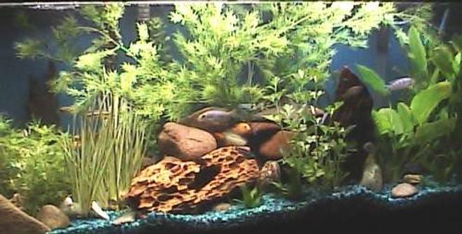55 gallons planted tank (mostly live plants and fish) - 55 gal Malawi Mbuna Cichilds/plants