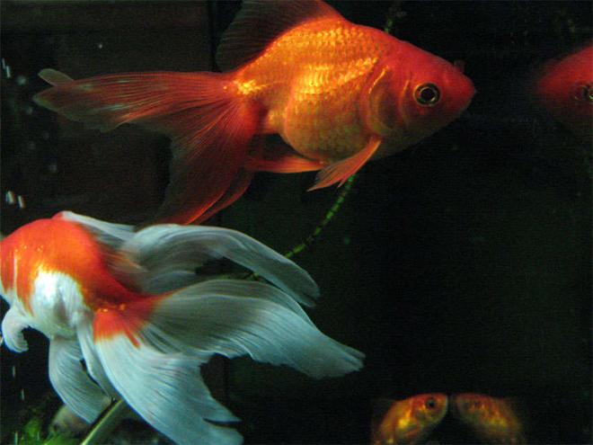 freshwater fish - carassius auratus - fantail goldfish stocking in 26 gallons tank - Fantail and veil tail