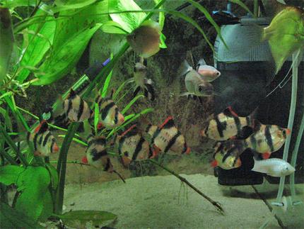freshwater fish - puntius tetrazona - tiger barb stocking in 26 gallons tank - Tigers, Sharks, Angels, Molly etc