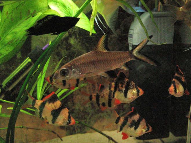 freshwater fish - balantiocheilus melanopterus - bala shark stocking in 26 gallons tank - Tricolour shark, Tigers, molly etc