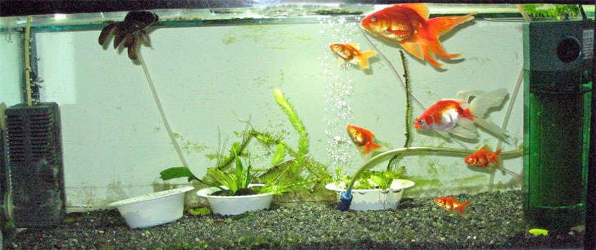 Rated #587: 26 Gallons Freshwater Fish Tank - Getting better luck with Goldies.
