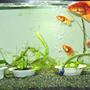 26 gallons freshwater fish tank (mostly fish and non-living decorations) - Getting better luck with Goldies.