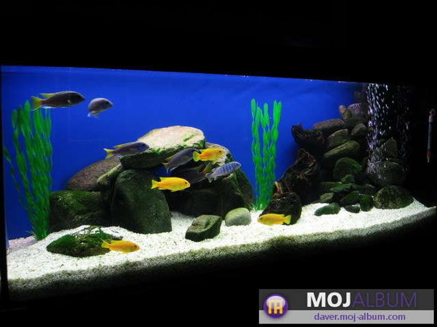 Rated #21: 42 Gallons Freshwater Fish Tank - ACEI and SAULOSI