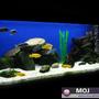 42 gallons freshwater fish tank (mostly fish and non-living decorations) - ACEI and SAULOSI