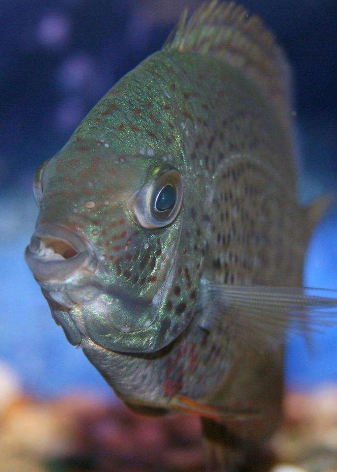 freshwater fish - heros serverus - green severum stocking in 135 gallons tank - severum