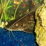 freshwater fish - pimelodus blochii - flat-nosed catfish stocking in 72 gallons tank - Pictus Catfish, Blochii