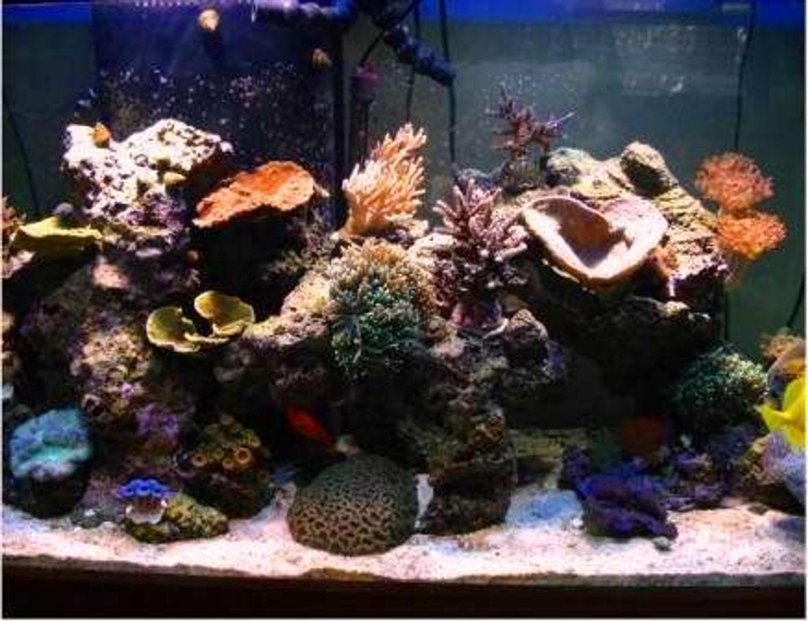 90 gallons reef tank (mostly live coral and fish) - Reef Tank