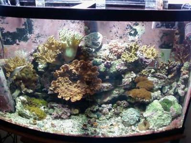 46 gallons reef tank (mostly live coral and fish) - 46 gal bowfront mixed reef, 3yrs old, some of the corals in this tank are almost 10yrs old  in my care.