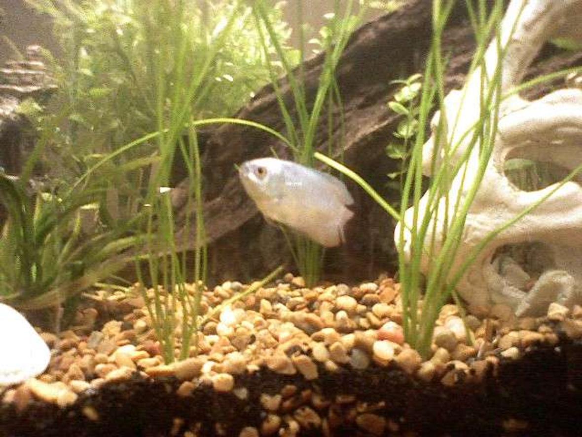 freshwater fish - colisa lalia - powder blue dwarf gourami stocking in 30 gallons tank - Dwarf neon blue Gourami