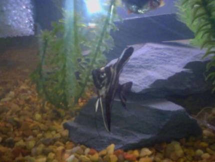 freshwater fish - pterophyllum scalare - half black angelfish stocking in 20 gallons tank - billy
