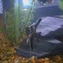 freshwater fish - pterophyllum scalare - half black angelfish stocking in 20 gallons tank - billy
