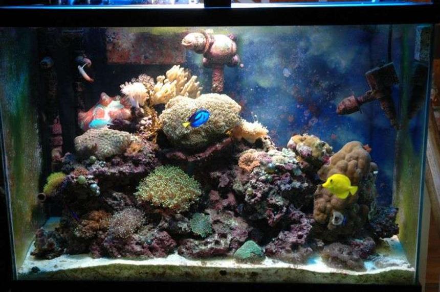 Rated #110: 50 Gallons Reef Tank - my main tank