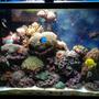 50 gallons reef tank (mostly live coral and fish) - my main tank