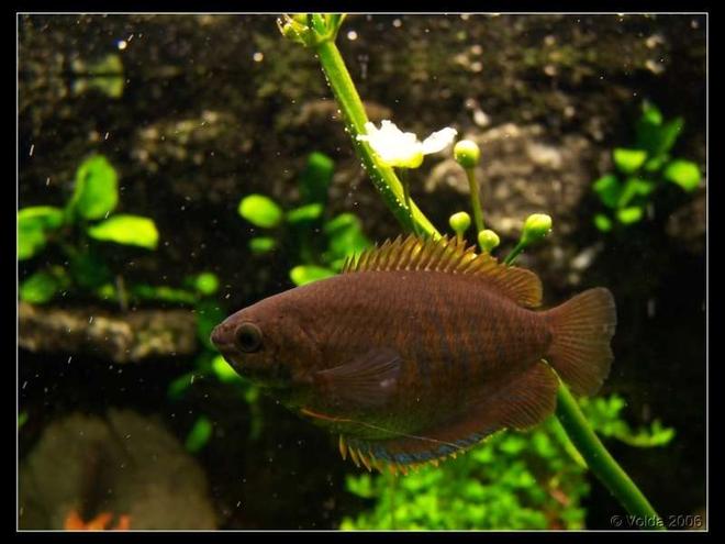 freshwater fish - colisa fasciata - giant gourami stocking in 103 gallons tank - Colisa fasciata