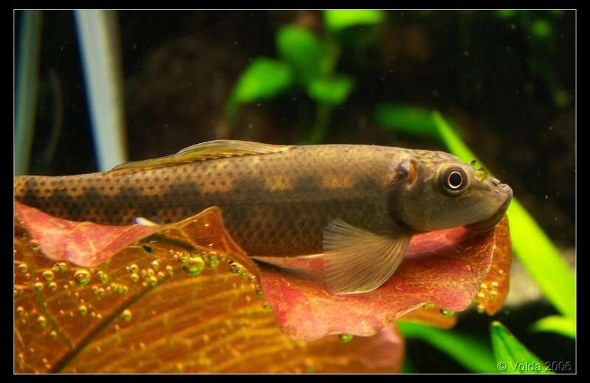 freshwater fish - gyrinocheilos aymonieri - chinese algae eater stocking in 103 gallons tank - Gyrinocheilus aymonieri