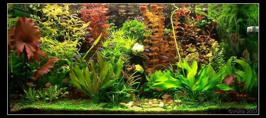 Rated #134: 103 Gallons Planted Tank - My planted aquarium-465 liter- march 2007