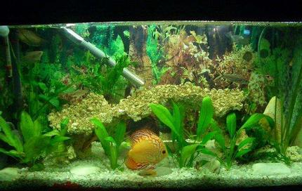 25 gallons planted tank (mostly live plants and fish) - my tank