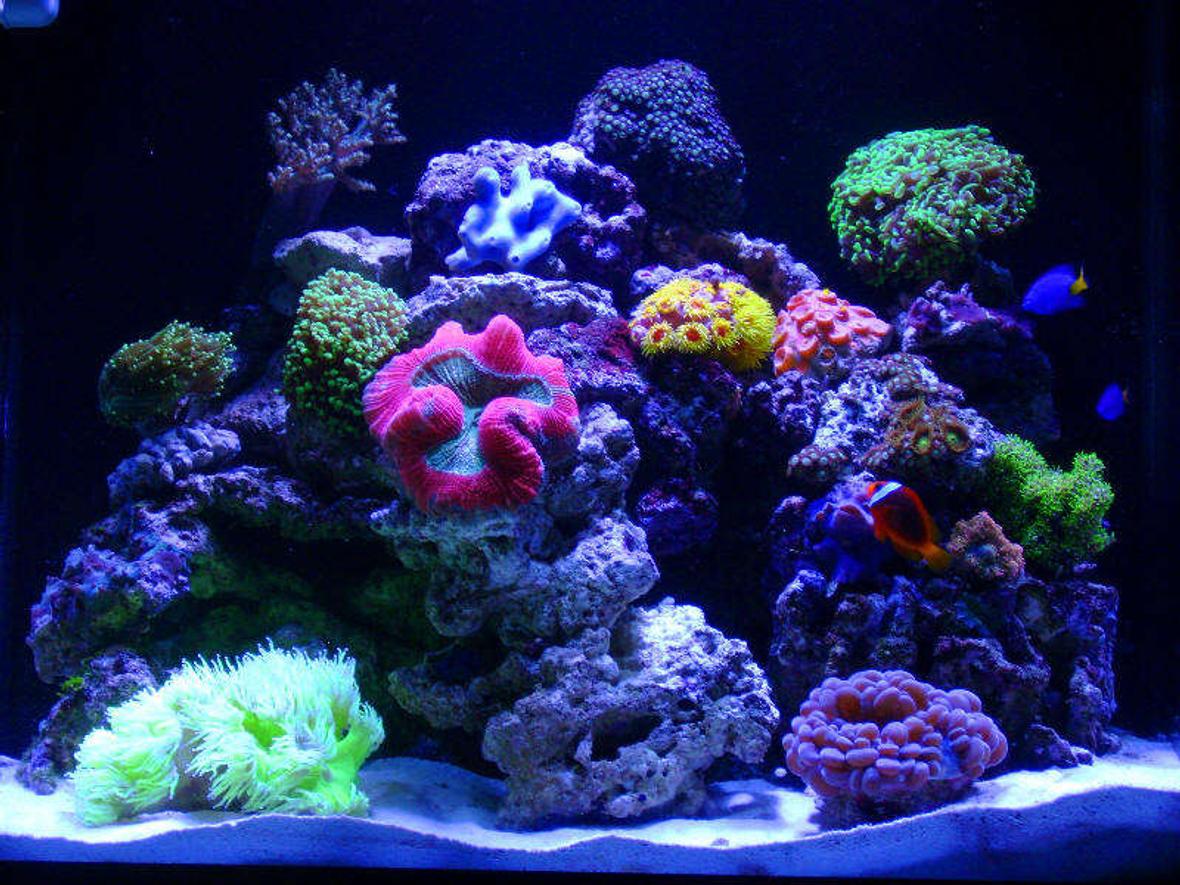 30 gallons reef tank (mostly live coral and fish) - this tank still has a ways to go...but i'm gettin there!!