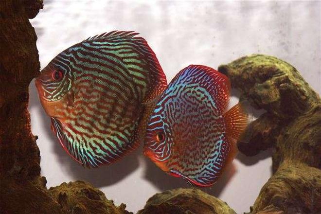 freshwater fish - symphysodon spp. - snakeskin discus stocking in 75 gallons tank - Discus Pair-Waiting for Eggs to Hatch