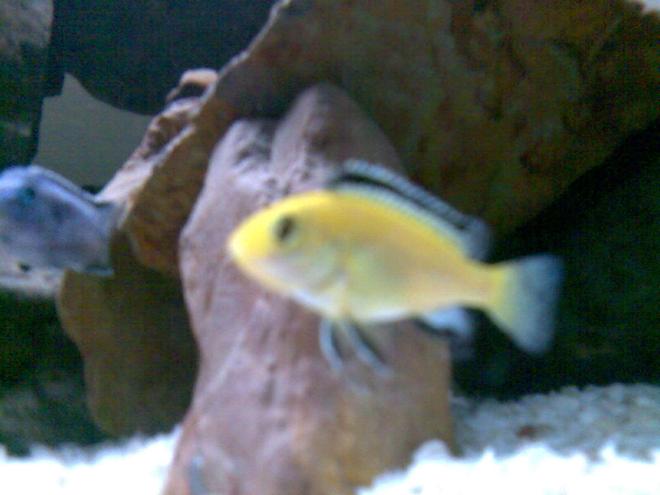 freshwater fish - labidochromis caeruleus - electric yellow cichlid stocking in 32 gallons tank - Electric Yellow (Labidochromis Caeruleus) Male