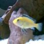 freshwater fish - labidochromis caeruleus - electric yellow cichlid stocking in 32 gallons tank - Electric Yellow (Labidochromis Caeruleus) Male