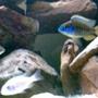 freshwater fish - protomelas ornatus stocking in 32 gallons tank - White Knight and Male and Female Protomelas Ornatus?