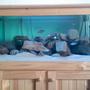 32 gallons freshwater fish tank (mostly fish and non-living decorations) - Tank with wood stand