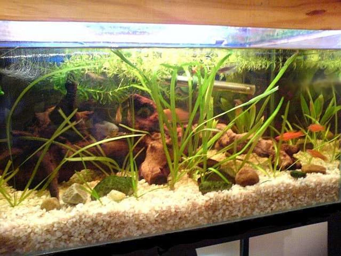 20 gallons freshwater fish tank (mostly fish and non-living decorations) - Taken with my phone (Sony Ericsson K750i) which came out a bit dark; unfortunatelly making it harder to appreciate my driftwood! You can see 3 of my swordtails hanging out in the bottom right side of the tank while a gourami peeks out from between the driftwood.