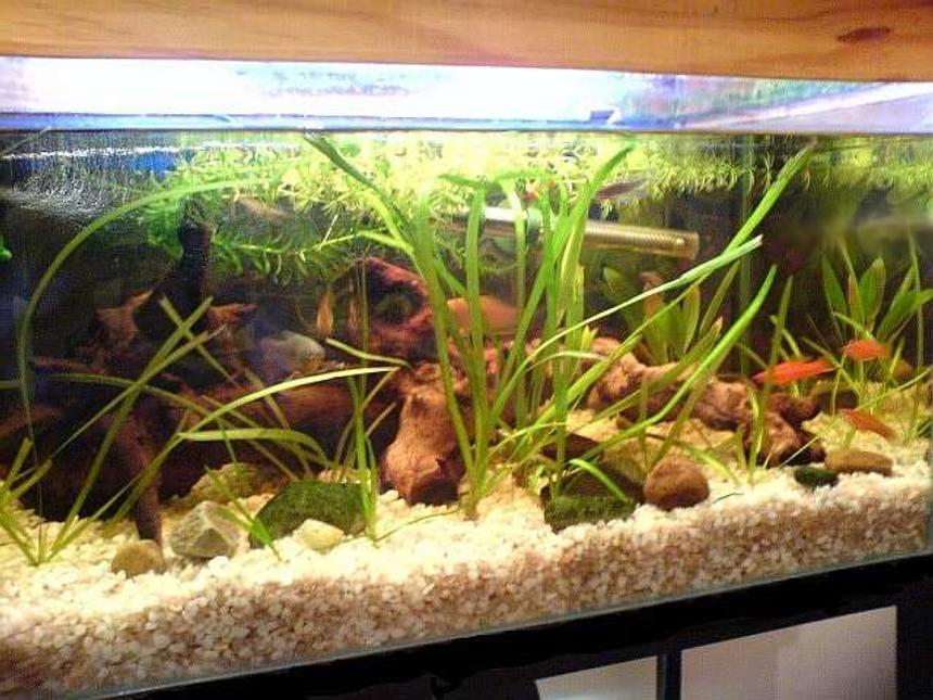 Rated #253: 20 Gallons Freshwater Fish Tank - Taken with my phone (Sony Ericsson K750i) which came out a bit dark; unfortunatelly making it harder to appreciate my driftwood! You can see 3 of my swordtails hanging out in the bottom right side of the tank while a gourami peeks out from between the driftwood.
