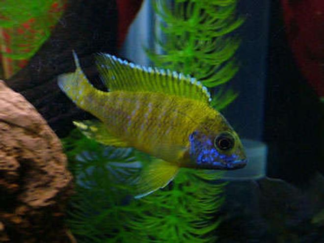 freshwater fish - aulonocara baenschi - sunshine peacock stocking in 55 gallons tank - My name is Old Yeller and Im a Peachock Cichlid. I love chasing other fish in the moonlight and my favorate time of the day is brekfast