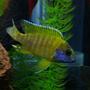 freshwater fish - aulonocara baenschi - sunshine peacock stocking in 55 gallons tank - My name is Old Yeller and Im a Peachock Cichlid. I love chasing other fish in the moonlight and my favorate time of the day is brekfast